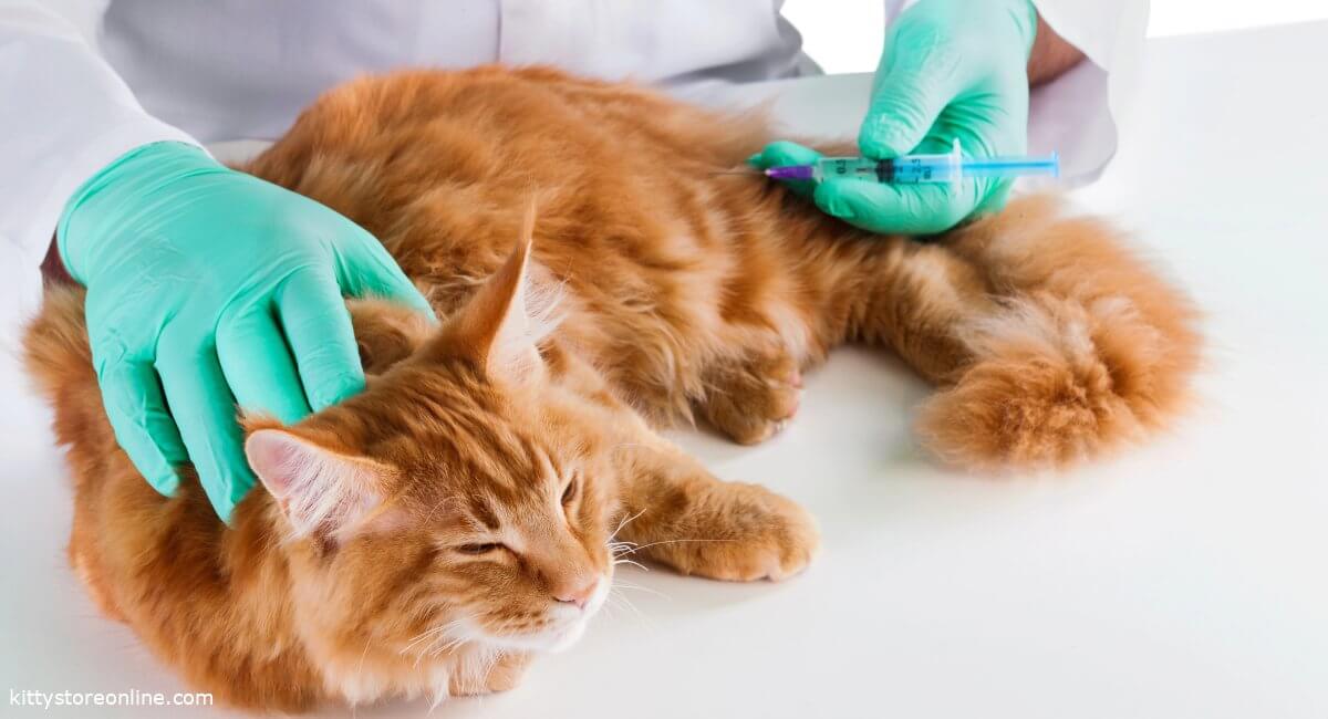 Abscess in your cat