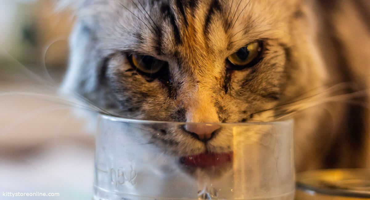 Cat drinks unusually much