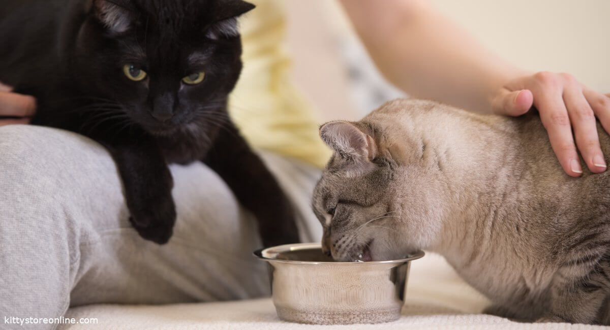 Feeding cats with barfing species appropriate