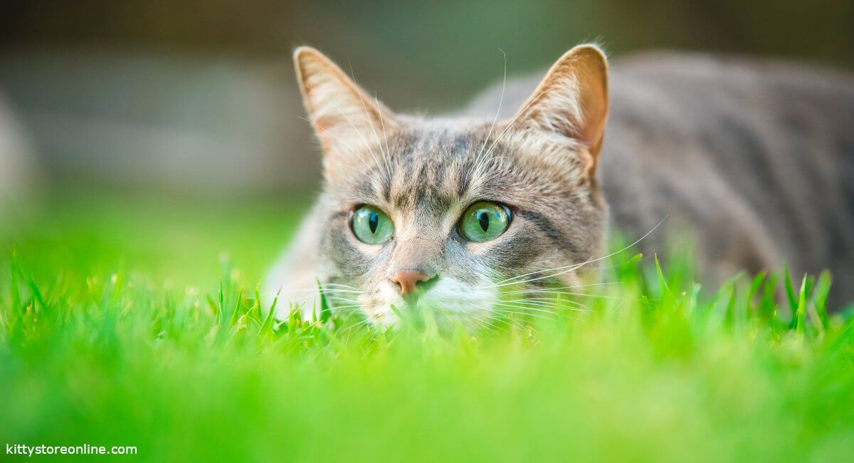 Giardia in cats