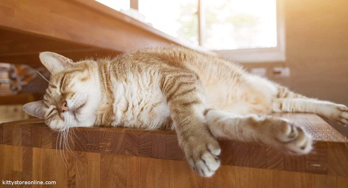 How long do cats sleep during the day