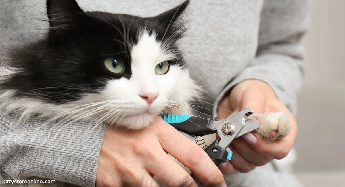 How to trim your cat's claws properly