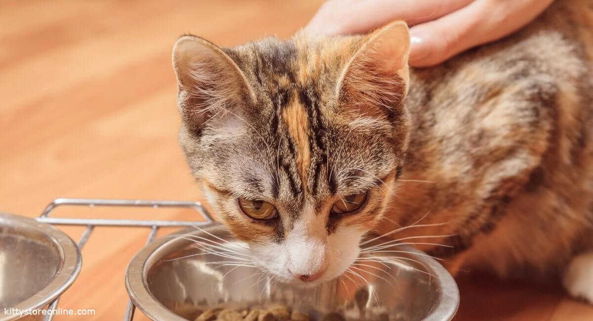 Kidney diet for cats