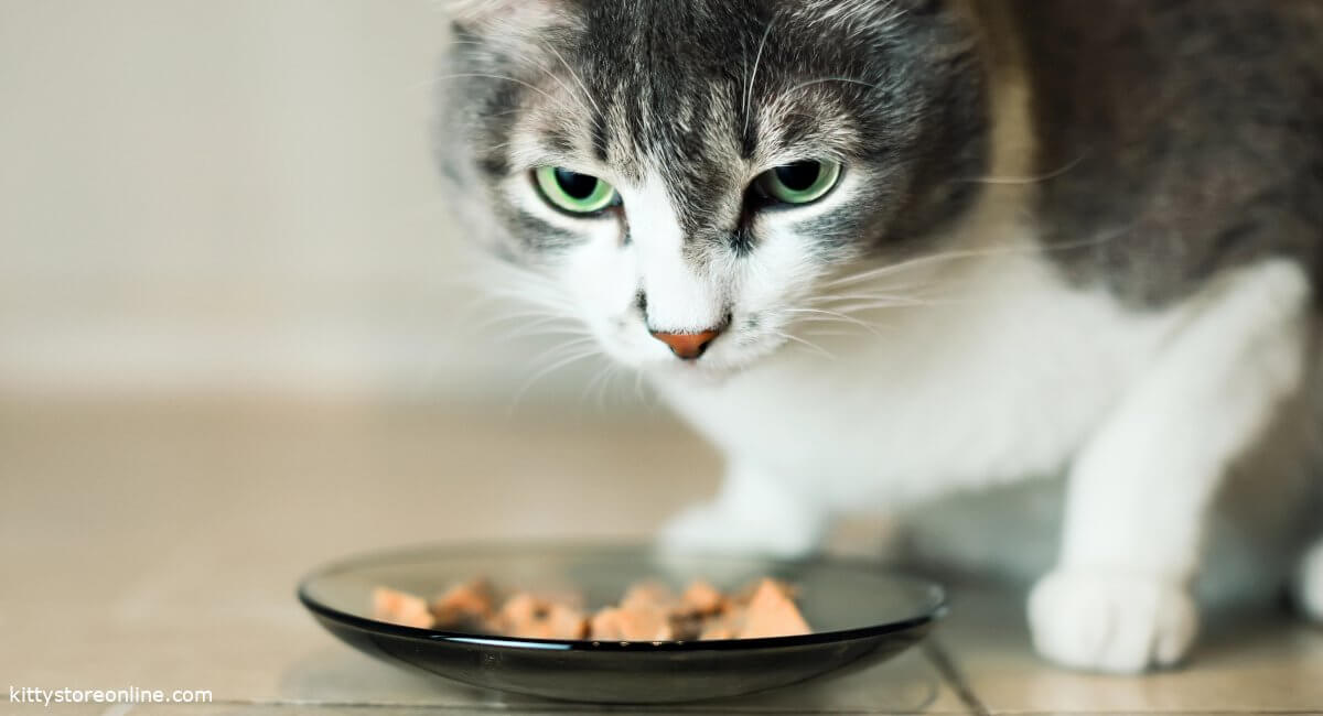 Kidney food for cats