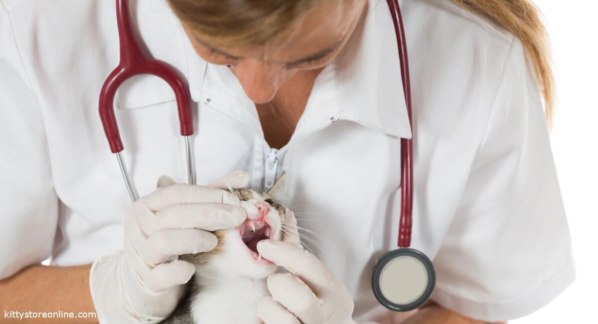 Proper care for cats teeth