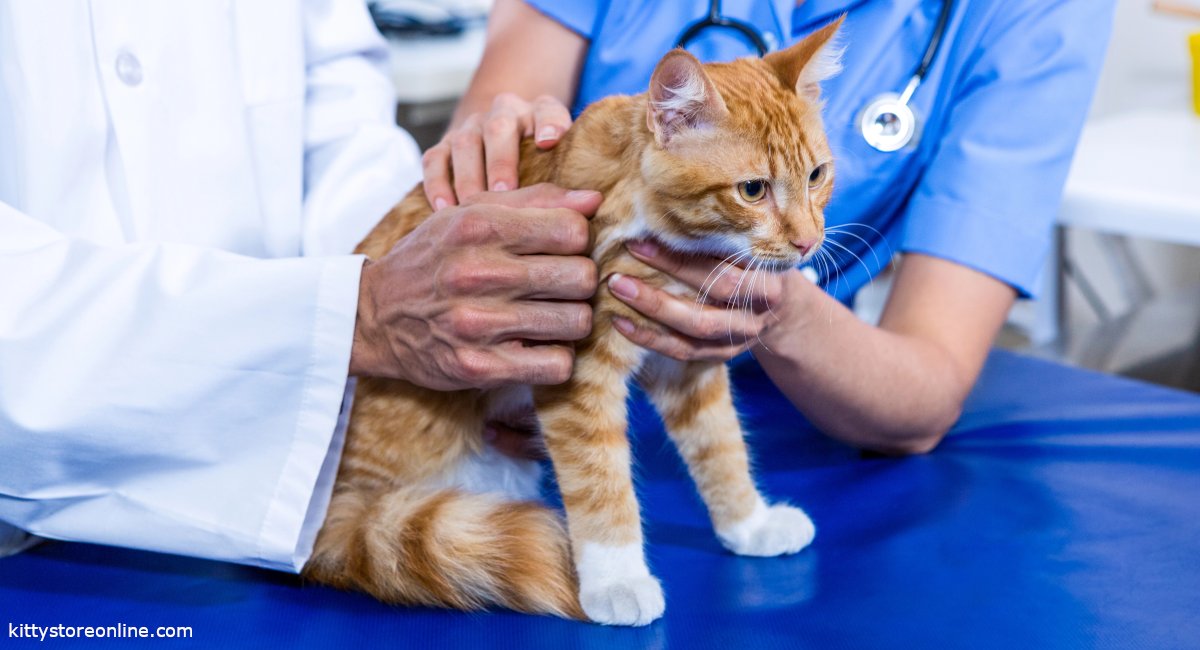 Understanding kidney values in cats