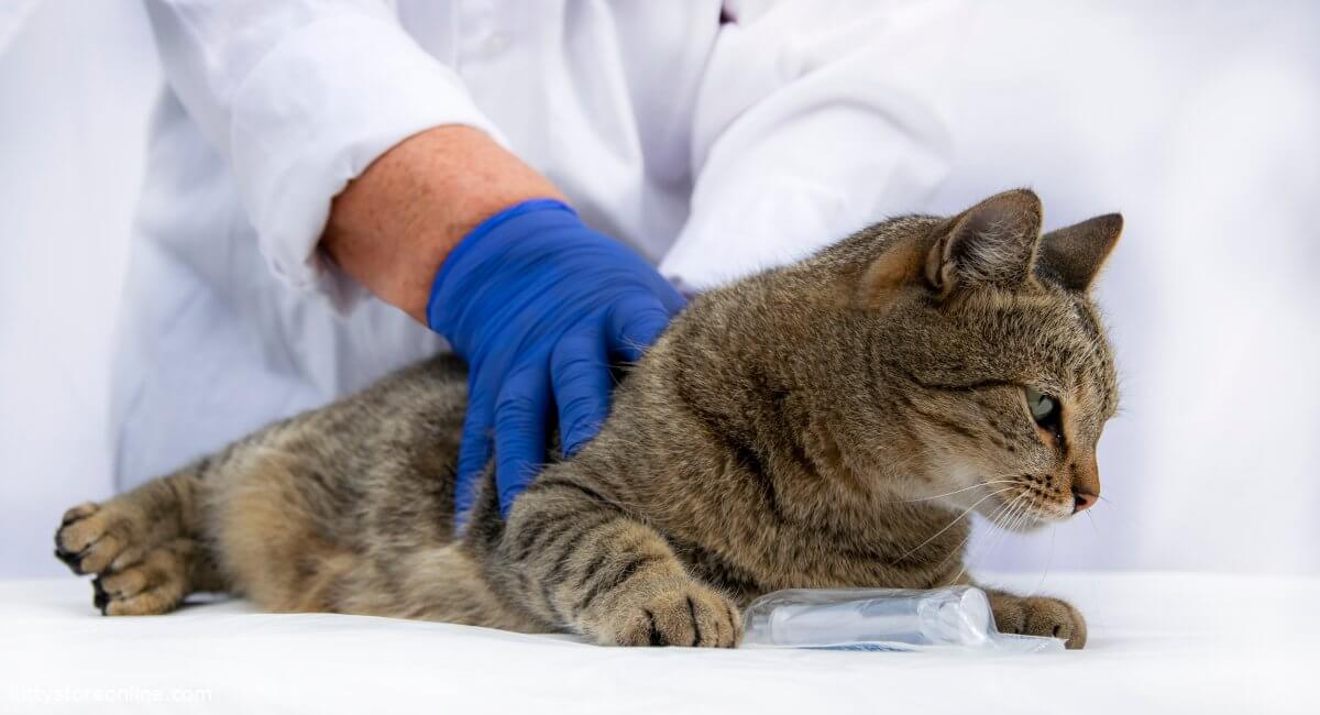 Understanding renal insufficiency in cats