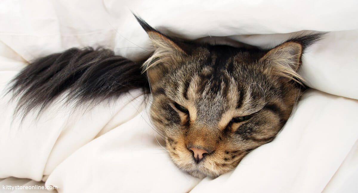 Understanding the common cold in cats