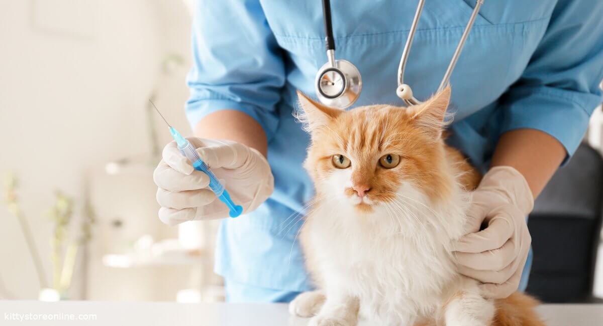 Why vaccinations are essential for cats