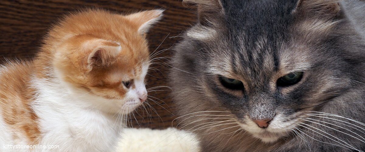 How long does it take to get cats used to each other?