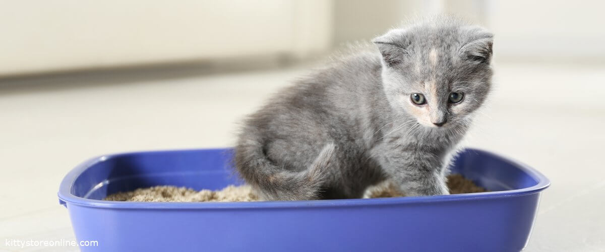 This is what to consider when choosing a litter box