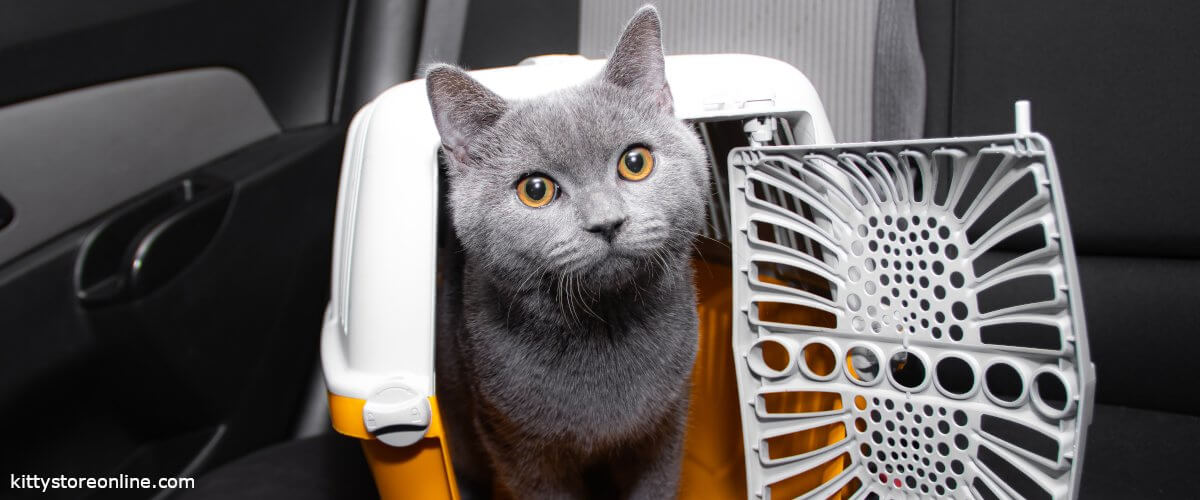 Buy the right cat carrier