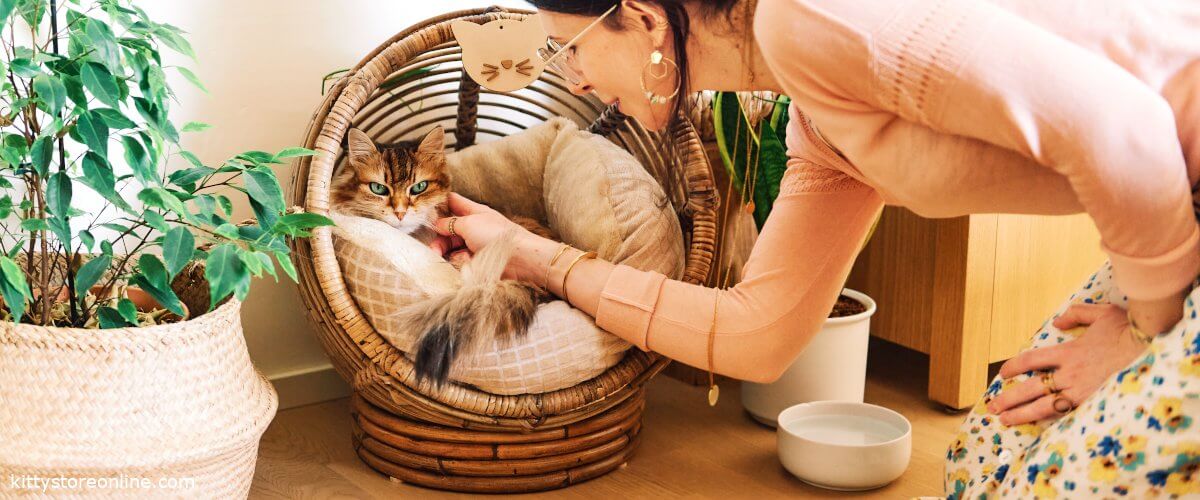 Buying the right cat basket