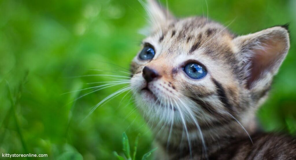 Katze an Freigang gewöhnen Deutsch