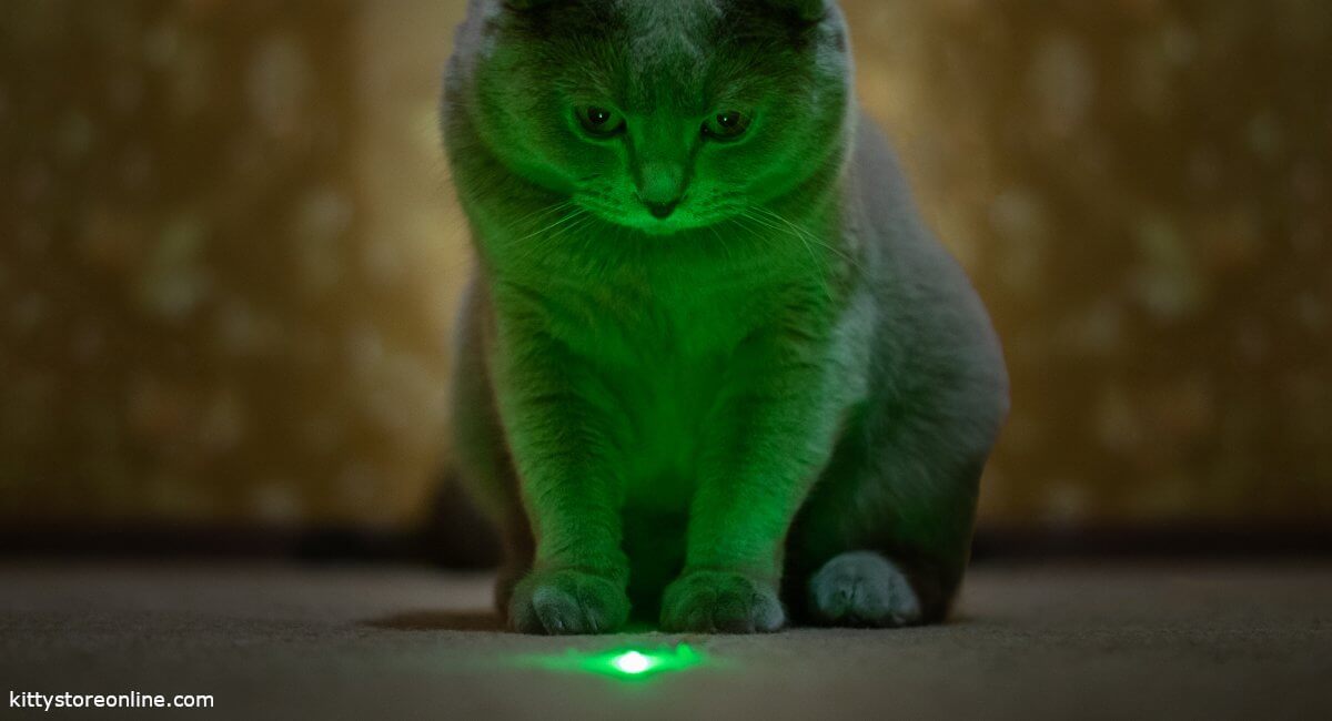 Laser Pointer Cat