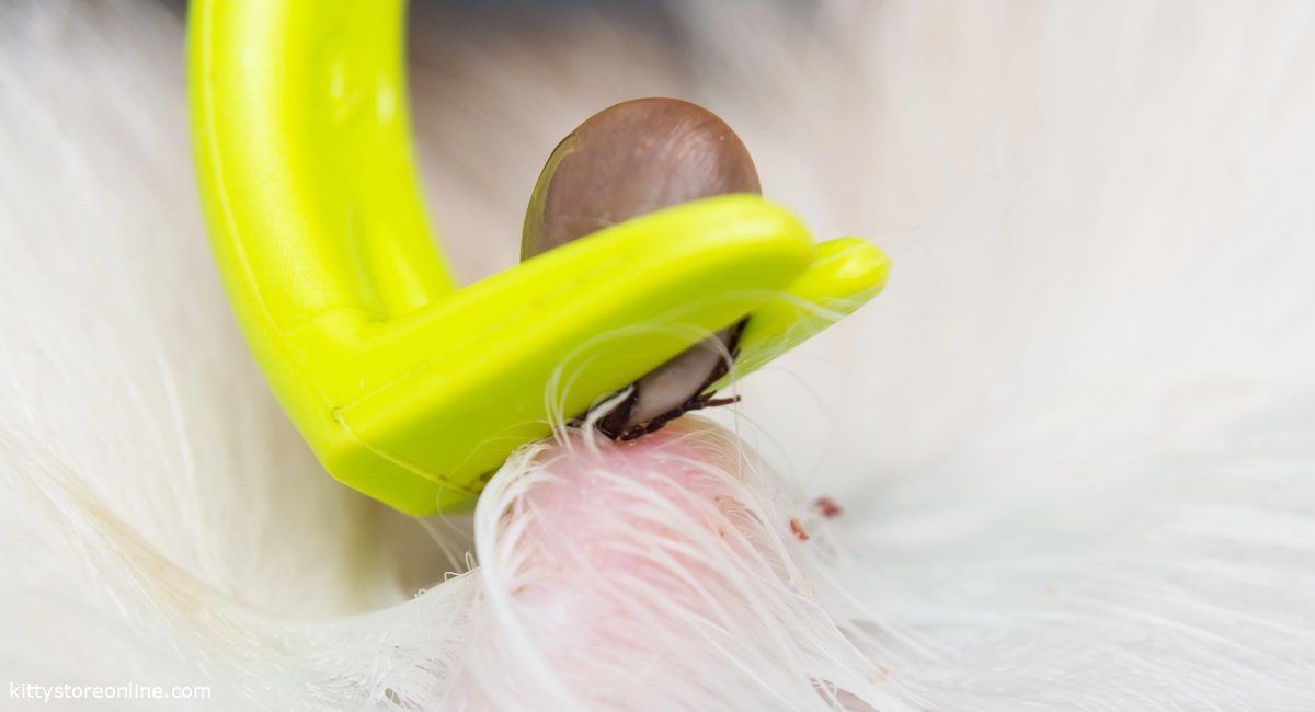 tick is removed from cat