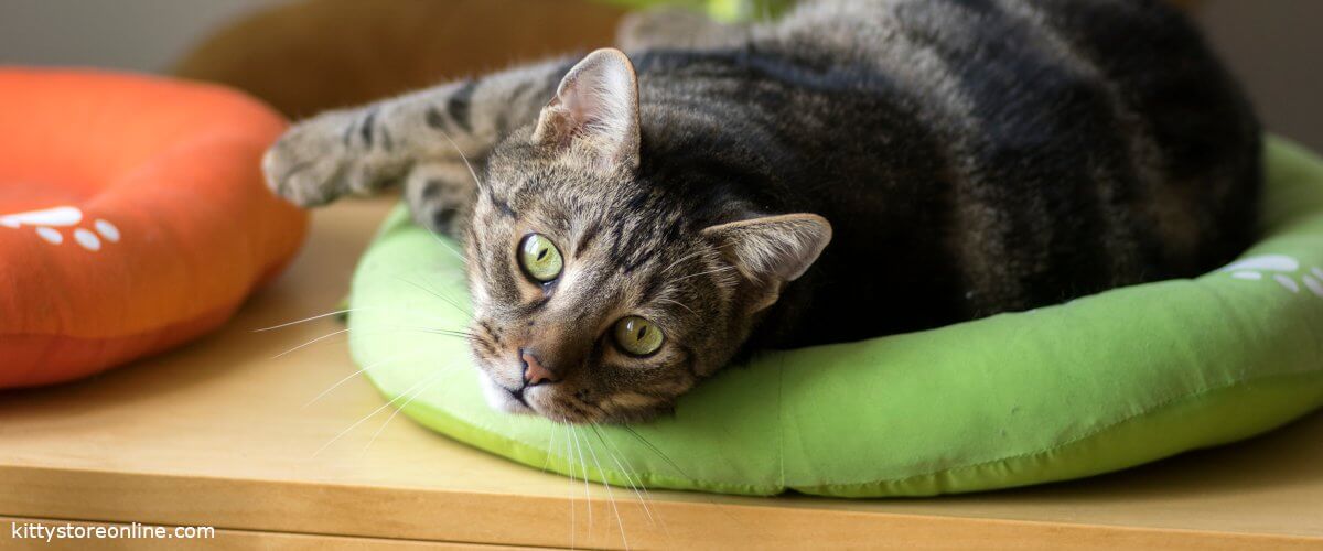 Does my cat need a cat bed?